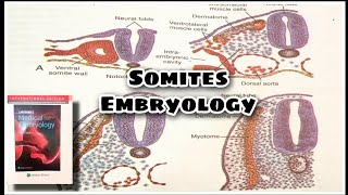 Somite Formation and Differentiation  Important topic [upl. by Alyose]