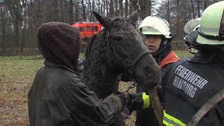 Pferd gerettet  horse rescued [upl. by Airod]