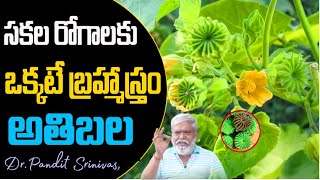 100 రోగాలను నయం చేసే శక్తి దీనికి ఉంది  Atibala plant Benefits DrPandit Srinivas Guruji [upl. by Yanad]