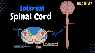 Internal Spinal Cord Gray Matter White Matter Funiculus  Anatomy [upl. by Cone766]