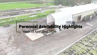 Perennial Availability Highlights Week of 422 [upl. by Deragon]