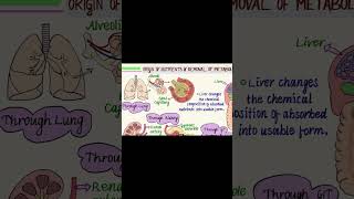 originofnutrients homeostasis education mbbs bams physiology medicalscience [upl. by Eilegna]