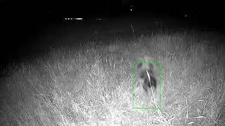 A Coyote A Skunk and a Deer Trailcam coyote trailcam wildlife [upl. by Dav]