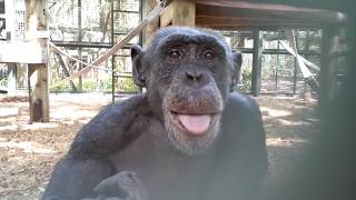 Chimpanzees Discover Their Reflections Adorable Reactions [upl. by Ardnik712]