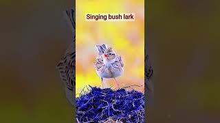 Singing bush lark bird birds birdsounds nature shorts [upl. by Aynotel]