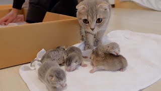 Baby kittens leaving their beds for the first time meow loudly [upl. by Warren154]