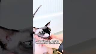 Does your Sphynx struggle with Acne  Blackheads sphynxcare sphynxproducts [upl. by Ilagam]