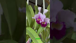 Sequía en Orquídeas CATTLEYA trianae [upl. by Julee685]