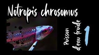 Notropis chrosomus un joyau vivant [upl. by Ajiat876]