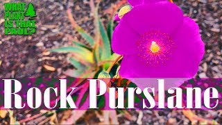 Rock Purslane  is an evergreen perennial with bright magenta flowers [upl. by Lily]