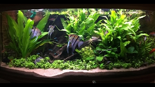 Non Co2 Low Tech Heavily Planted Tank [upl. by Bacchus]