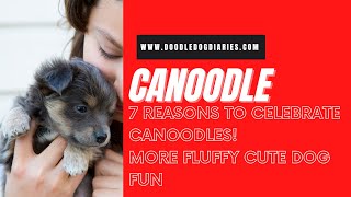 7 Reasons To Celebrate Canoodle Doodle Dogs More Fluffy Doodle Dog Fun [upl. by Epifano]