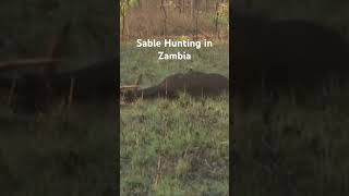 Sable Hunting in Zambia [upl. by Anilak]