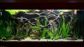 AMAZON BIOTOPE AQUARIUM 3 [upl. by Anitsyrk774]