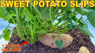 Turn ONE Sweet Potato Into 100 LBS Of Sweet Potatoes By Growing SWEET POTATO SLIPS Complete Guide [upl. by Ennalorac]