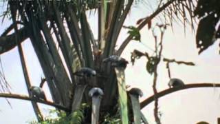 Wild african grey parrots foraging [upl. by Shel]