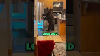 When A Bear Enters Your Kitchen [upl. by Ydoc]