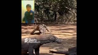 Two huge Komodo dragons fight viral ytshorts komodo shorts [upl. by Poul]