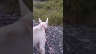 dog dogbreed pitbull youtube viralvideo balter [upl. by Adaynek588]