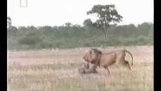 Awesome Footage of Lion Attacking Hyenas [upl. by Mischa]