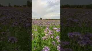 Поздняя фацелия для наших пчёлLate phacelia for our bees [upl. by Reace]