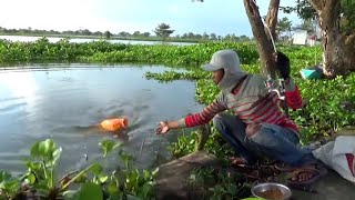 Mancing ikan mas liar disungai dapat sebesar ini [upl. by Enelrae]