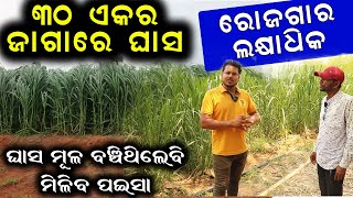 ୩୦ ଏକର ଜାଗାରେ ଘାସ ଚାଷ । How to start grass farming [upl. by Ramoh]