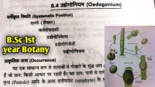 Oedogonium Algae  Oedogonium Algae reproduction in hindi  BSc 1st year botany first semester [upl. by Matthews]