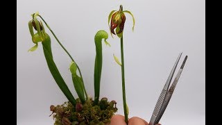 11 Darlingtonia californica Kobralilie bestäuben so wird´s gemacht  Karnivoren  Green Jaws [upl. by Marci]