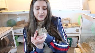 Basic Gerbil Care 🐁  5 Tips for beginners [upl. by Jeanelle]