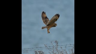 long distance and poor light footage of a shorteared owl at farlington marshes Portsmouth shorts [upl. by Lasko]