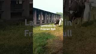 Lameness Friesian bull lameness Lameness in cow  Lameness in Cross breed cow Lamenes in Animal [upl. by Schoening35]