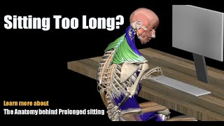 Pain from Sitting Too Long The Anatomy behind Prolonged sitting [upl. by Zubkoff985]