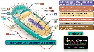 Prokaryotic Cell Structure and Function in 5 minutes Biologyexams4u [upl. by Leff391]