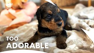 Airedale Terrier Puppies Too Cute Overload  Too Cute  Animal Planet [upl. by Follmer624]