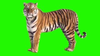 GREEN SCREEN TIGER  FULL HD  DOWNLOAD LINK [upl. by Lenoel382]