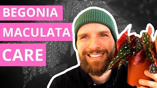 Begonia Maculata Care — The Complete Guide [upl. by Eckel788]