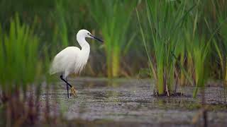 Little egret [upl. by Oettam]