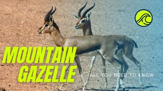 Mountain Gazelle facts 🦌 Palestine Mountain Gazelle 🦌 can reach running speeds up to 80 kph 🐎 [upl. by Enayr]