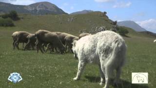 MaremmaAbruzzi Sheepdog Italian Pride ENG TRAILER HD 720p [upl. by Erastus]