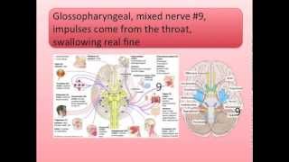 Cranial Nerves Song [upl. by Eadas828]