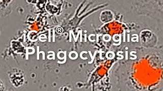 TimeLapse of iCell® Microglia and Phagocytosis of SA Bioparticles [upl. by Karyl]