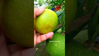 Orange fruit harvest in terrace garden harvesting agriculture gardening shortvideo shorts [upl. by Evers]