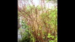 IVMs Japanese Knotweed Rapid Growth Video 6 [upl. by Rachel192]