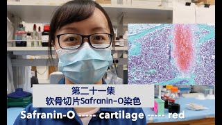 Visual Protocol 21 Safranin O stain for cartilage slides 第二十一集 [upl. by Floridia]