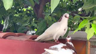 Albanian Highflyer  Pigeon [upl. by Ari]