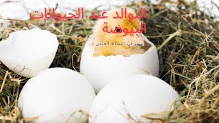 التوالد عند الحيوانات البيوضة [upl. by Pancho]