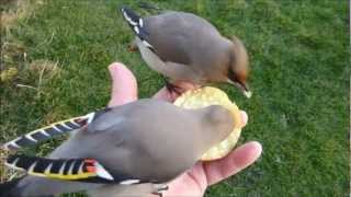 Waxwing Waxwings in my Hand [upl. by Anaujnas]