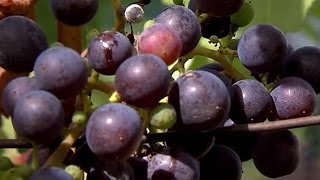 Cultivo de uva y elaboración de vino en Villa de Leyva y Unión Valle  TvAgro Juan Gonzalo Angel [upl. by Nanaek]