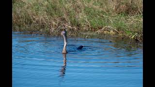 Anhinga fish eating sunfish [upl. by Konopka311]